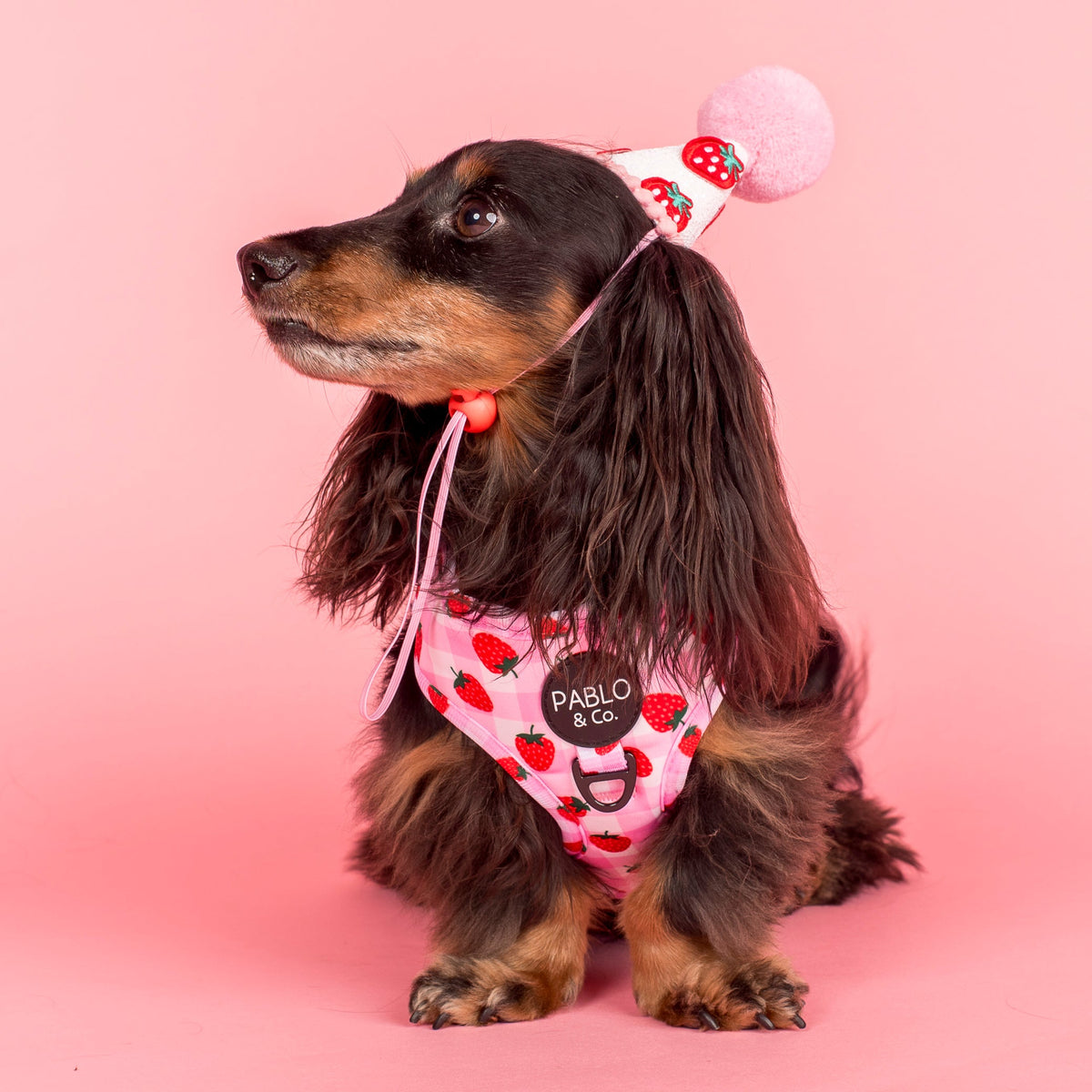 Dog Harness